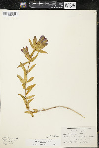 Gentiana puberulenta image