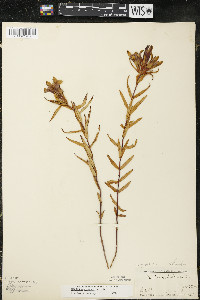 Gentiana puberulenta image