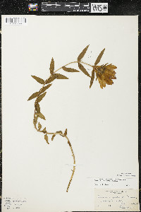 Gentiana puberulenta image