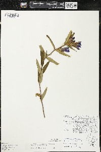 Gentiana puberulenta image