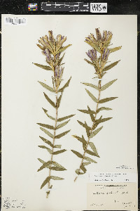 Gentiana puberulenta image