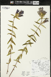 Gentiana puberulenta image