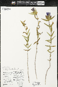 Gentiana puberulenta image