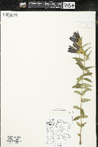 Gentiana puberulenta image