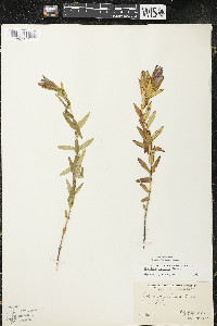 Gentiana puberulenta image