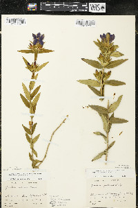 Gentiana puberulenta image