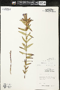 Gentiana puberulenta image