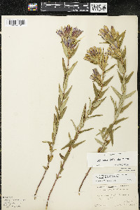 Gentiana puberulenta image