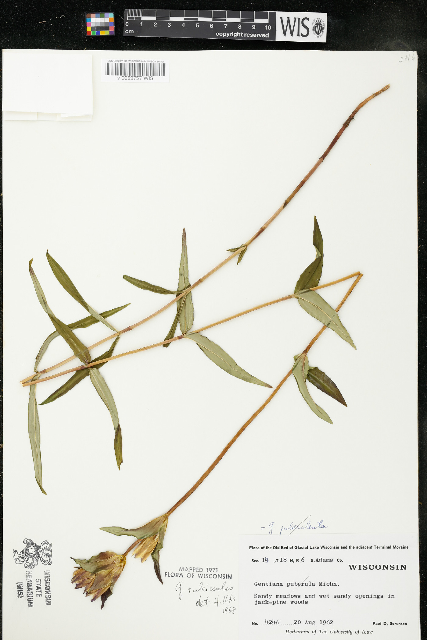 Gentiana rubricaulis image
