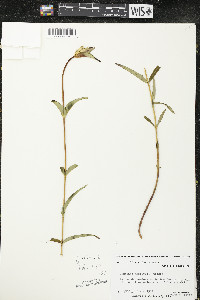 Gentiana rubricaulis image