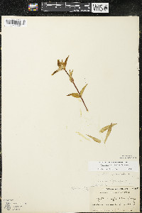 Gentiana rubricaulis image