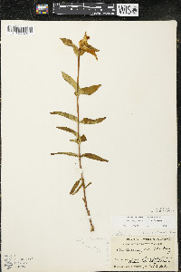 Gentiana rubricaulis image