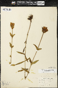 Gentiana rubricaulis image