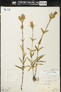 Gentiana rubricaulis image