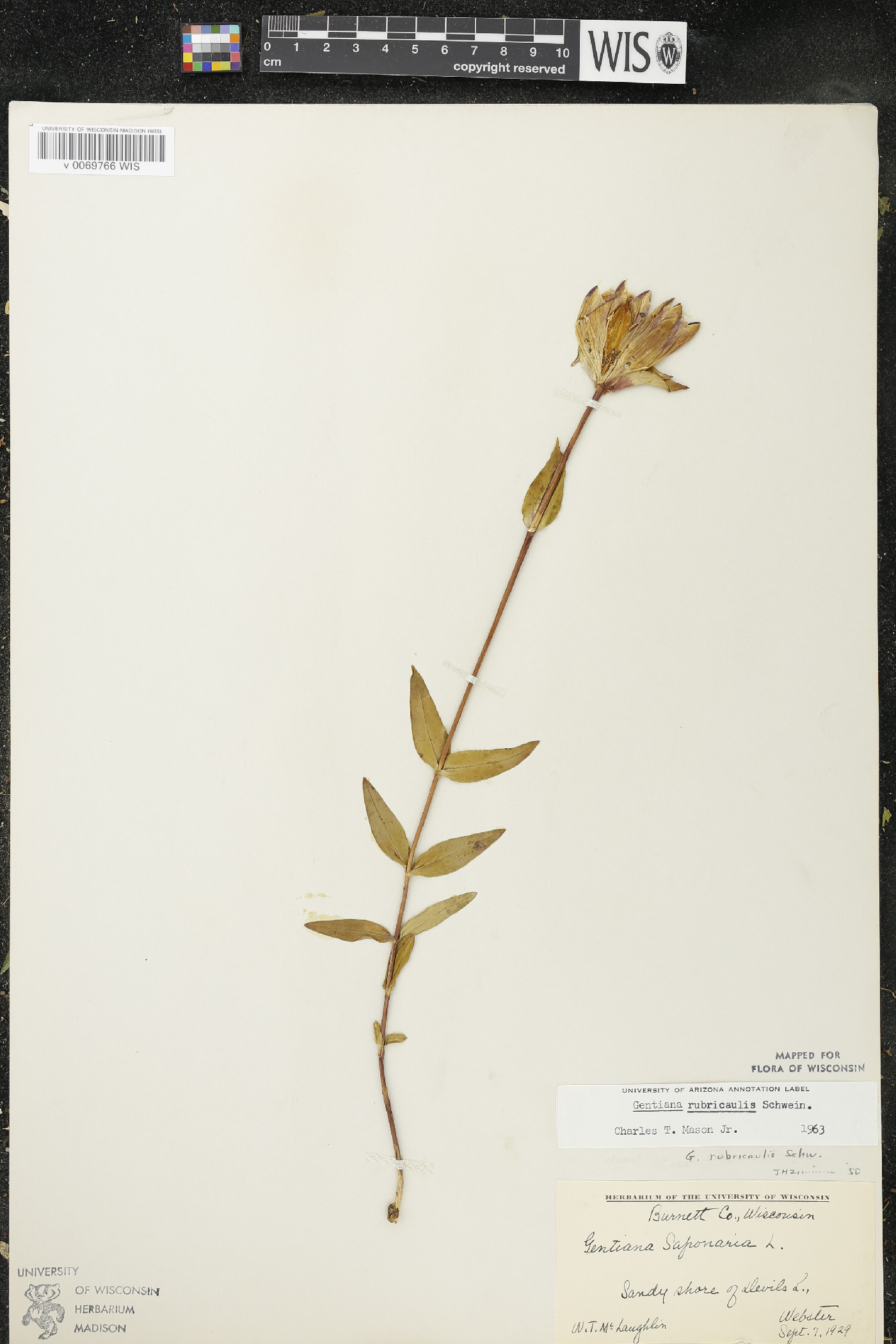 Gentiana rubricaulis image
