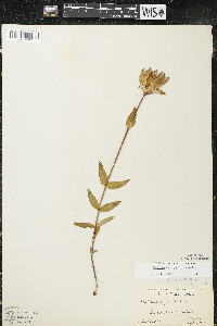 Gentiana rubricaulis image