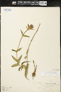 Gentiana rubricaulis image