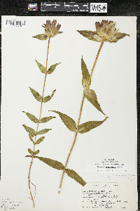 Gentiana rubricaulis image