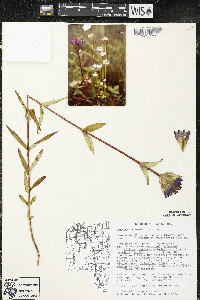 Gentiana rubricaulis image