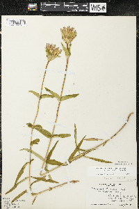 Gentiana rubricaulis image