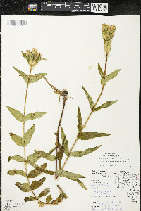 Gentiana rubricaulis image