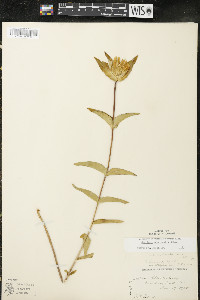 Gentiana rubricaulis image