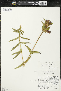 Gentiana rubricaulis image