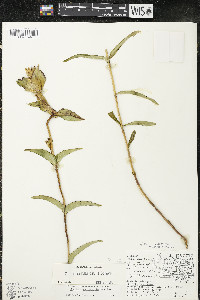 Gentiana rubricaulis image