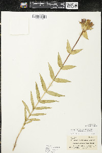 Gentiana rubricaulis image