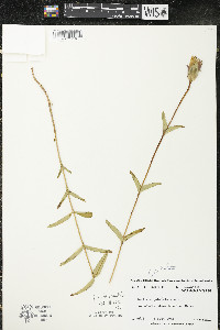 Gentiana rubricaulis image