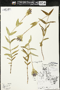 Gentiana rubricaulis image