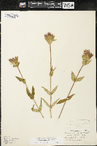 Gentiana rubricaulis image