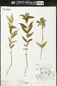 Gentiana rubricaulis image