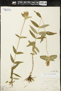 Gentiana rubricaulis image