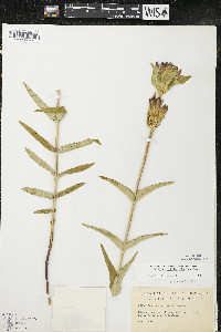 Gentiana rubricaulis image