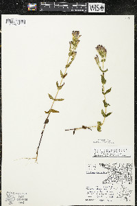 Gentianella quinquefolia image