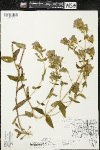 Gentianella quinquefolia image