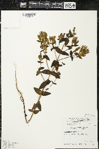 Gentianella quinquefolia image