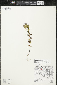 Gentianella quinquefolia image