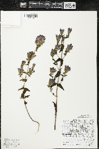 Gentianella quinquefolia image