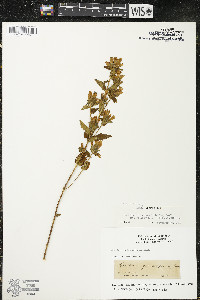 Gentianella quinquefolia image