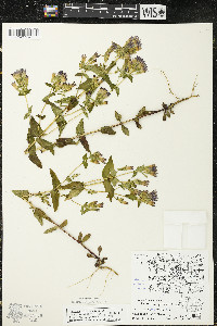 Gentianella quinquefolia image