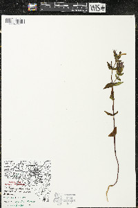 Gentianella quinquefolia image