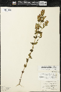 Gentianella quinquefolia image