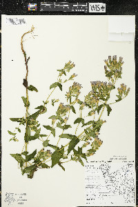 Gentianella quinquefolia image