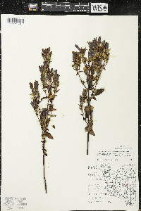 Gentianella quinquefolia image