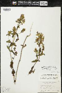 Gentianella quinquefolia image