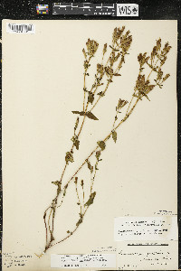 Gentianella quinquefolia image