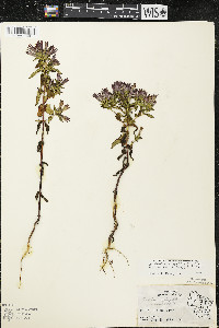 Gentianella quinquefolia image