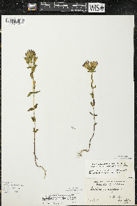 Gentianella quinquefolia image